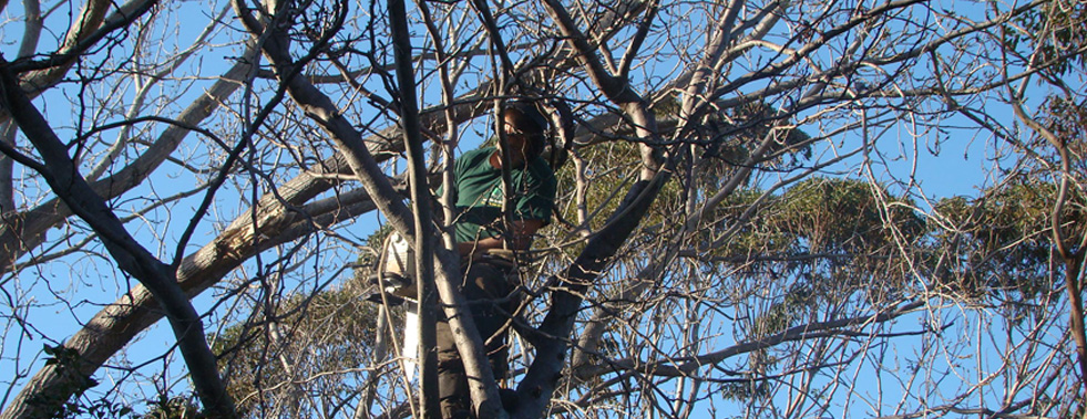 Prompt Tree Removal, Sydney Eastern Suburbs