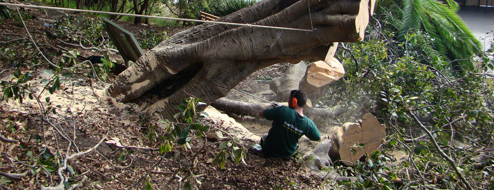 Prompt Tree Removal, Sydney Eastern Suburbs