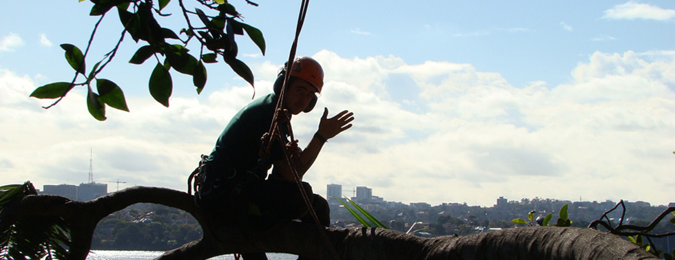 Prompt Tree Removal, Sydney Eastern Suburbs