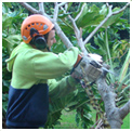 National Arborists Association of Australia