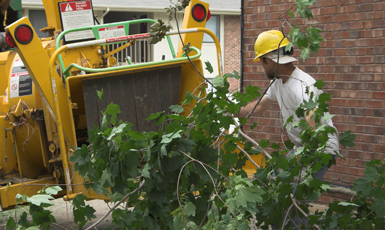 Tree Stump Removals Sydney 